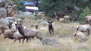 Big Bull Elk Chasing a Smaller Bull Elk Away From His Herd During the Rut in Estes Park Colorado