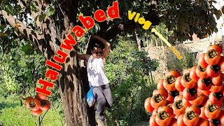 Haluwabed vlog - picking Persimmons in Nepal