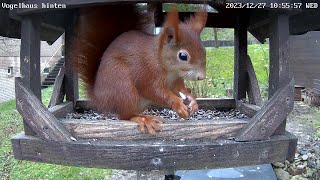 Ein Eichhörnchen frisst sich im Vogelhaus satt! | 27.12.2023