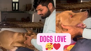 Dogs ka pyar unconditional hota h 🥰❤️