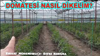 DOMATES SERASI DİKİM ŞEKLİ NASIL OLUR? (70)