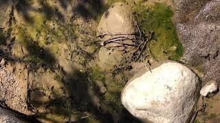 Tadpoles in the Creek