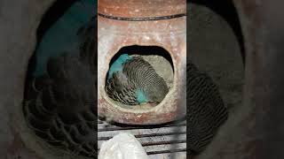 Mother Bird Feeding 2Days baby chick | By akshimokshi8415 #4k #lovebird #budgie