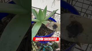 Hongos 🍄 en tus cactus y suculentas