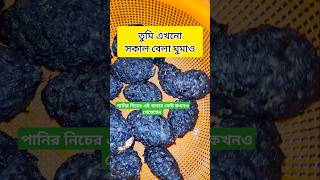 পানির নিচের এই খাবার কেউ কখনও খেয়েছেন।#shorts #short#youtubeshorts