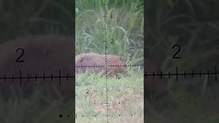 Groundhog with airgun 🤘 #scopecam #fximpactm3 #airgun #country #countrymusic