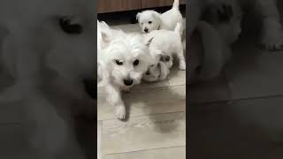 Реальный характер Вестов #westie #собакаубийца #мойщенок #хочущенка