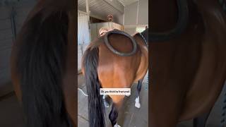 HORSE WITH FRACTURED PELVIS! MAKES INCREDIBLE RECOVERY 🐎