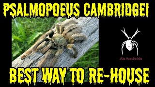 The BEST way to re-house a Psalmopoeus Cambridgei