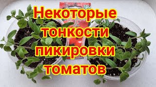 Тонкости пикировки томатов