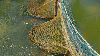 Amazing Fishing with a Net😍 #fishing #survival #river