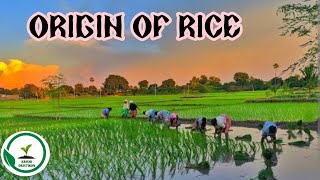 Origin of rice