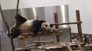 中におじさんが入っていそうなパンダ🐼