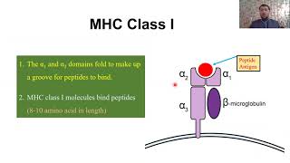 Major Histocompatibility Complex   MHC  1