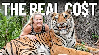 How Much Does it Cost to Get a Tiger?