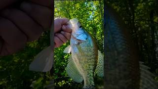 Beautiful Day for Fishing a Creek. #fishing #fish #viral #shorts