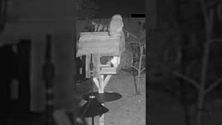 An Owl Visits The Garden Several Times (There’s no sound in this video).