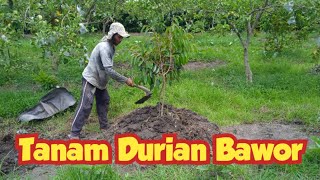 Proses Penanaman Durian Bawor di Kebun Jambu Kristal