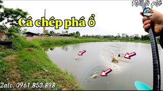 Câu lục. Sau nửa năm mới đánh hồ Tân Mỹ, buổi câu lỗi kỹ thuật, toàn chép phá ổ. Fishing