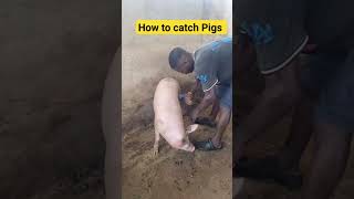 HOW TO CATCH PIGS FOR SLAUGHTER  OR WEIGHING #piglover #animalbirth #pigsofig #animals