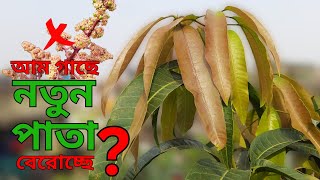 How to Solve New Leaves Problem: Get Huge Mango Flower! আম গাছে মুকুল না এসে কি নতুন পাতা বেরোচ্ছে?