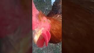 Rescued Chickens enjoying their morning at Chicken Heaven On Earth