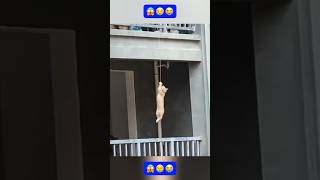 OMG! The poor cat's neck was caught in a rope😭 || Thank you for saving that poor cat🫡