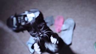 Cats in slow motion! VERY NICE AND CUTE!