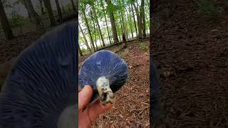 The Bluest Mushroom you'll find! Indigo Milkcaps - Lactarius indigo #foraging #mushroom #wildedibles