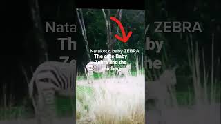 Takot na baby Zebra and the mother with Giraffe and cows | Life at Zoo #shorts #animals