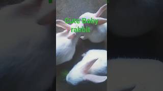 Cute Baby rabbit  playing  videos// Eating #shorts #vlog @Bijay nathe 542