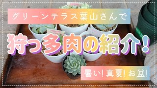 グリーンテラス葉山さんで真夏の狩っ多肉紹介！