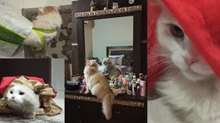 Cute and Funny Cat Fluffy Videos Compilation Epics 3