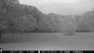 night sounds in nut orchard