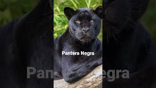 O QUE UMA PANTERA NEGRA É? VENHA DESCOBRIR! #shorts