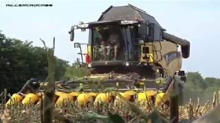 New Holland CR 90.75 Yellow Bull + Capello Diamant 8 Rows | Food Corn Harvest