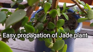 How to propaget Jade plant easily