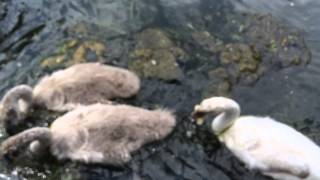 Gino the swan and his family