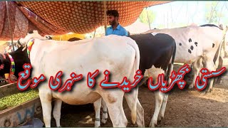 Top class world hefar|Pakistan biggest hifar|biggest cows|firzen cows|important hefar