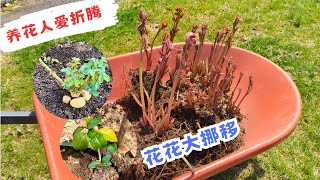 【花の物语】67 花花挪移喜阴喜阳各就各位#月季#芍药#茶花