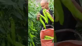 mirchi 🌶️#farming #vegitables #youtubeshorts 🌶️😍