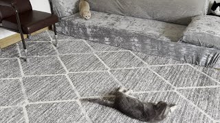 Kitten Wiggles Butt Before Pouncing On Cat