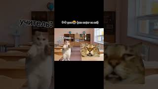 мой понедельник! #котики #шоколадка #Pov #булка