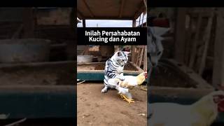 Persahabatan unik kucing dan ayam #shorts #shortvideo #short #funny #funnyvideo