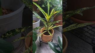 Кротон. Подставки из металла в OBI #plants #растения #кротон