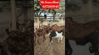 सस्ती कीमत में बच्चे वाली बकरिया !! visit MJ Goat Farm Ajmer Rajasthan #lowprice #bakriya #sirohi