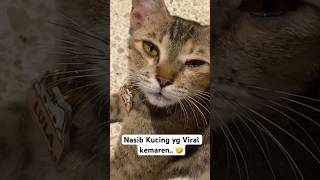 Ketika Kucing jadi Seleb Tik-tok. wkwk.🤣 #fypシ゚viral