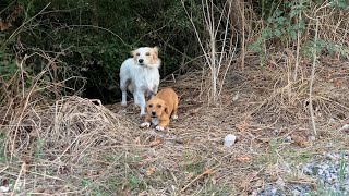 Tam Eve Dönerken Yolda Mazlum Anne ve Yavru Köpekleri Bulduk