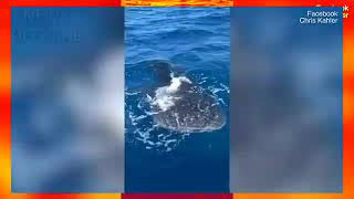 Incredible moment two fishermen have a rare close encounter with a ten-metre long whale shark