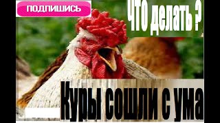 Что делать если куры сошли с ума ? #куры #яйценоскость  #кормим